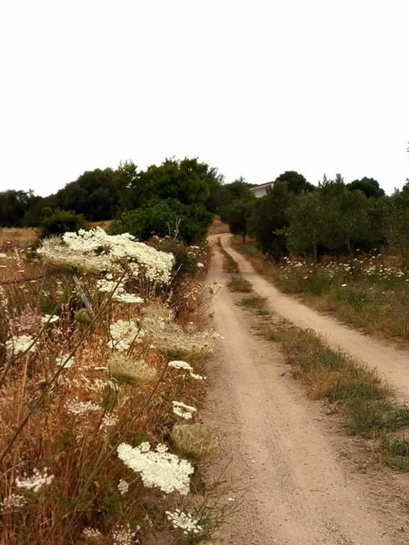 Nacchinono Bed & Breakfast Olbia Exterior foto